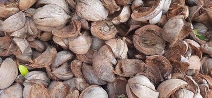 Pile of dried brown coconut coir shell skins background photo