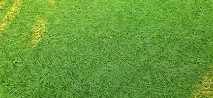 Close up green grass texture for background. Abstract lush lawn texture photo