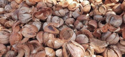 Pile of dried brown coconut coir shell skins background photo