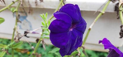 Close up of beautiful purple violet petunia flowers in the garden background photo