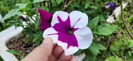 Close up of beautiful white and purple petunia flowers background photo
