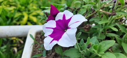 Close up of beautiful white and purple petunia flowers background photo