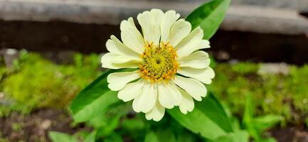 Beautiful white zinnia flower in the garden background photo