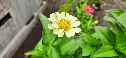 Beautiful white zinnia flower in the garden background photo