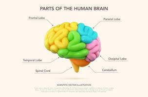 3D multicolor brain with vibrant sections highlighting areas of function and activity. Visual for education, medical, and academic concepts. Modern minimalistic infographic style. illustration. vector