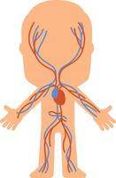 Simplified diagram of the human circulatory system highlighting veins and arteries, providing a clear visual representation for educational purposes vector