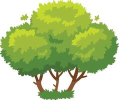 Cartoon illustration of a lush green bush with multiple trunks and branches, growing on a patch of grass, isolated on a white background vector