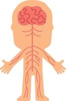 Central nervous system controlling body functions through network of nerves extending from brain to limbs, simplified illustration for educational purposes vector