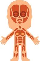Cartoon human body showing muscular system with muscles highlighted in orange including face muscles, suitable for educational and medical purposes vector