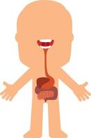 Educational illustration of human digestive system with highlighted inner organs, showing esophagus, stomach, small and large intestine in simple cartoon style vector