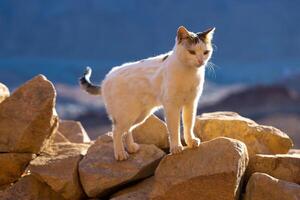 The cat walks along the trail against the backdrop of the mountain of Moses in Egypt photo