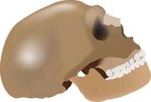 A human skull with a tooth missing vector