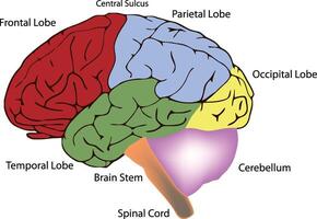 The brain is divided into different parts vector