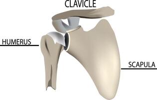 The shoulder joint is labeled with the names of the different parts vector