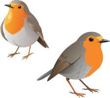 Two european robins standing on white background vector