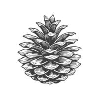 Drawn pine cone on white background. Fir cone. Symbol, vector