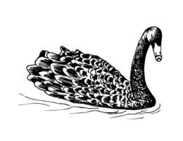 Hand drawn ink realistic drawing. Beautiful black swan floats on water isolated on a white background. Wild rare bird, nature, ornithology. vector