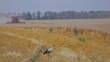 White and black stork in the yellow field. Bird is walking on the golden field on the blur background of combine harvester working in summer. video