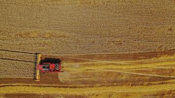 Red combine on the yellow field background. Agricultural machine is cutting blades of ripe wheat in the countryside. View from above. Camera moves up. video