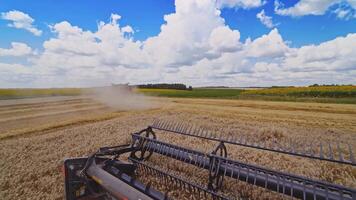 Harvester machine working in field . Combine harvester agriculture machine harvesting golden ripe wheat field. Agriculture. View from the driver's side. video