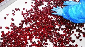 Fresh red cherries moving on a conveyor belt. Worker's hands in gloves sorting ripe berries inside the food factory. video