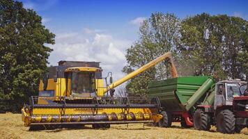 Industrial equipment at harvesting in the field. Huge yellow combine machine pouring out ripe grains into the tractor in the countryside in summer. video