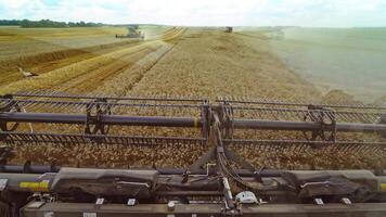 Harvesting of wheat in summer. Harvester working in the field. Combine harvester agricultural machine collecting golden ripe wheat on the field. View from the driver side. video