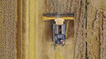 Industrial machine working on the field. Combine harvester collecting ripe wheat during seasonal work. View from above. Aerial view. Agricultural concept. video