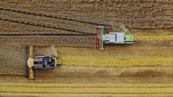 Flight over the field with combines in summer. Two agricultural machine are harvesting ripe wheat in the farmland. Aerial view. video