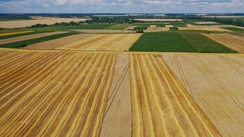 Incredible landscape of golden fields. Flying over green and yellow fields in the countryside. Aerial view of natural scenery in summer. video