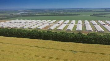 Aerial view on the roofs of modern farmhouses in the countryside. Side view on long buildings for livestock on the natural fields background in a summer day. video