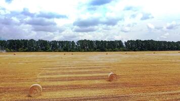 Drone view on the agricultural field background outdoors. Yellow field with a lot of pressed bales scattered on the green trees background under cloudy sky. video