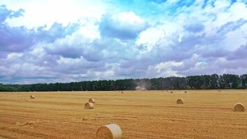 Agricultural field with many pressed bales in summer. Round fodder bales in the farmland. Yellow hay bundles on the field for livestock on the natural background. video