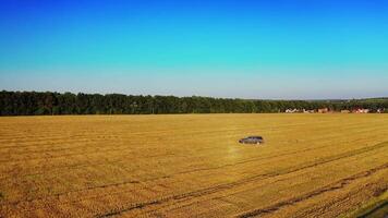 Beautiful golden field in the rural place and a car driving in a circle. Drone view on dry grass in the field and one automobile moving on it. video