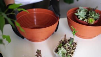 Transforming indoor spaces with succulents and vibrant pots a step by step guide to creative botanical arrangements video