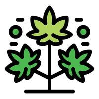 Growing medical cannabis plant with lush green leaves vector