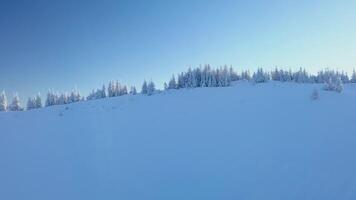 Flying over the forest and mountains in winter. Snowy tree branch in a view of the winter forest. Aerial footage video