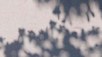 shadow overlay wall texture sunlight leaf shade abstract 3d render. shadows light nature plant leaves branch tree foliage design backdrop. wallpaper mockup background white effect minimal natural. video