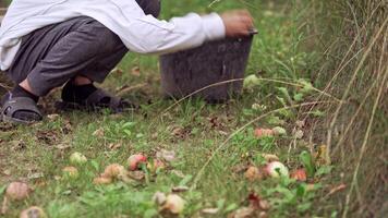 Harvesting apples. Boy picks up juicy fruits in a bucket. Child taking apples from the ground on the natural grass background. video
