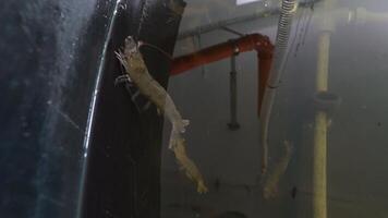 Shrimp farm. Large prawns swim inside the water on a modern farm. Close-up. video