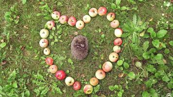 Hedgehog sleeping in grass surrounded by apples. Juicy apples placed on the ground in the form of a heart and small pretty hedgehog sleeps inside. video