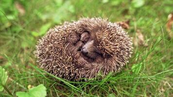 Small hedgehog is sleeping in grass. Sleeping curled up in a ball hedgehog outdoors. Close-up. video