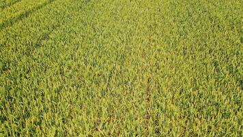 Close-up view of beautiful farming field. Flight over the young plants growing on the rural agronomy background. Camera moves up to left. video