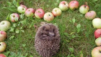 Baby hedgehog with sharp needles sleeps with opened eyes in nature. Spiky little hedgehog curled up in a ball on green grass among apples and sleep. video