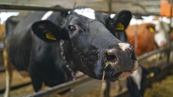 Close-up head of black and white cow. Domestic cow in a stable on the background of many cows. video