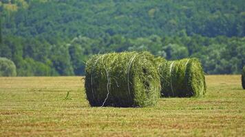 Big round bales of green grass on the forest background. Close-up. Agricultural machine pressing grass on the field for livestock in summer. video