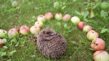 Spiny hedgehog sleeping among fresh apples placed nicely on grass. Beautiful little hedgehog curled up in the garden and moving his small nose. video
