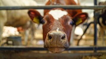 Muzzles and nose of cows in a farm. Heads of brown and black cows inside the cowshed. Livestock in a barn. Close-up. video
