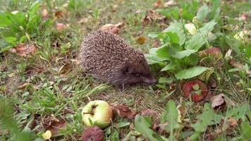 Spiny hedgehog on the ground in autumn. Little hedgehog sniffing food on the natural background. A spiky animal and apples on the grass. video