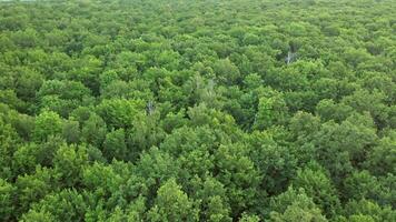 Drone view on green woodland. Summer forest from bird's fly view on the tops of trees. Camera moves forward. video